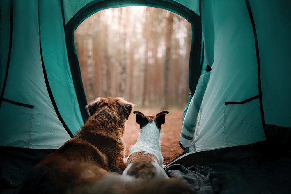 Camp Dogs Tent