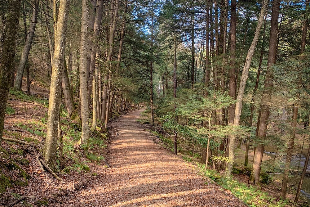 Cb Cook Forest Trail1