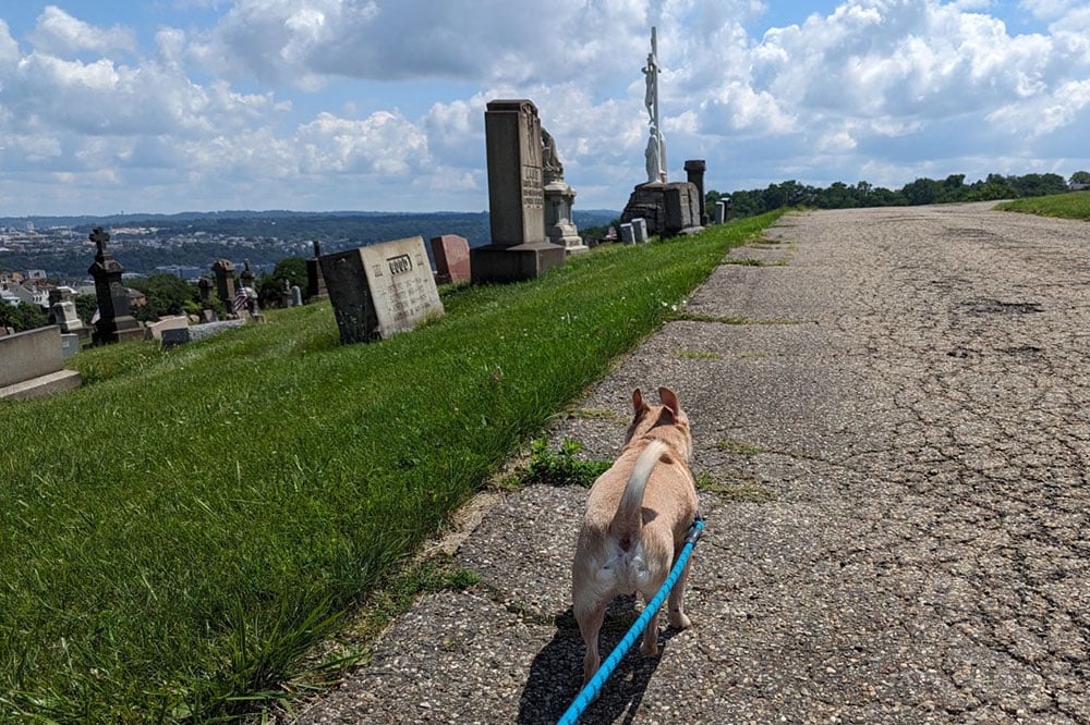 Dog In Cemetary Sean Collier