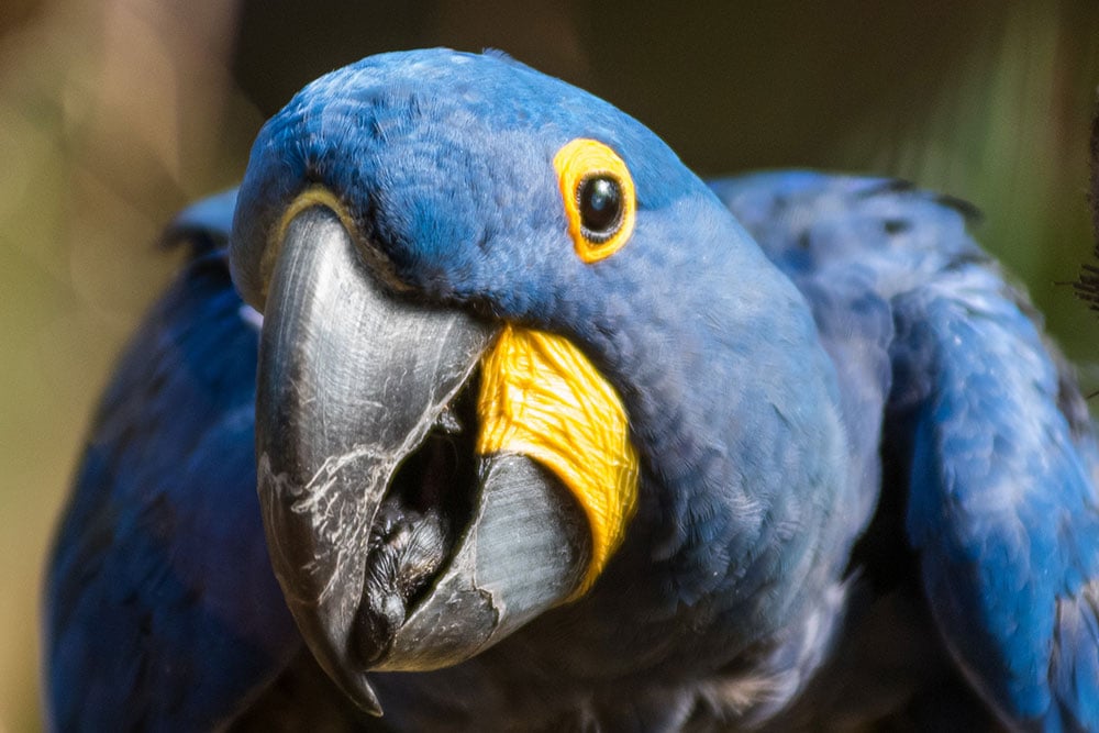 National Aviary Hyacinth Macaw Benito