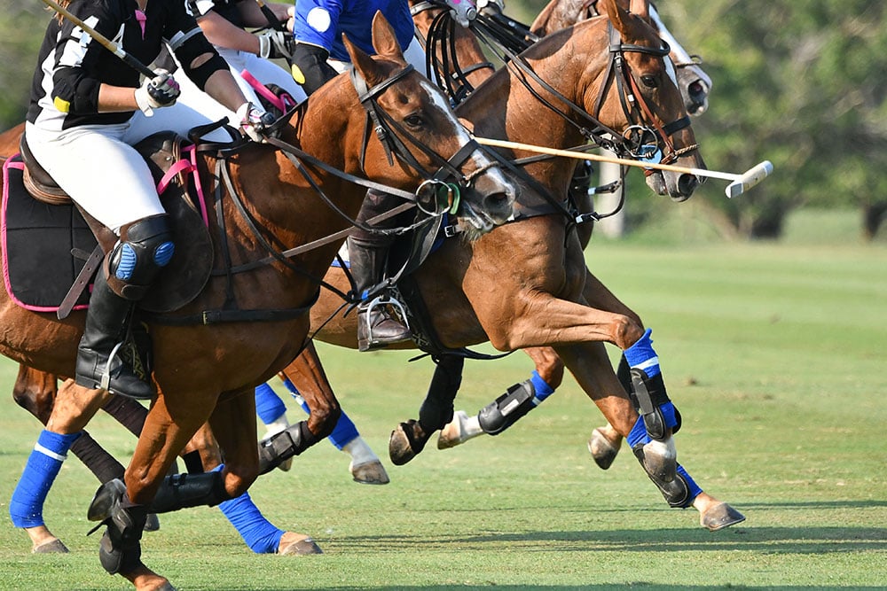 Polo Sport Shutterstock