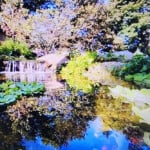 Resized Pond In Bloom