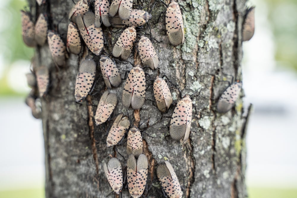 Spotted,lanternfly,(lycorma,delicatula),infestations,have,caused,pennsylvania's,department,of